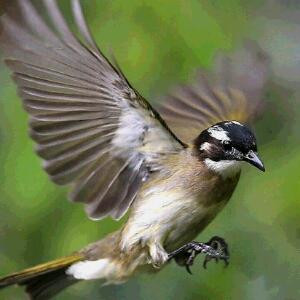 书山有路勤为径