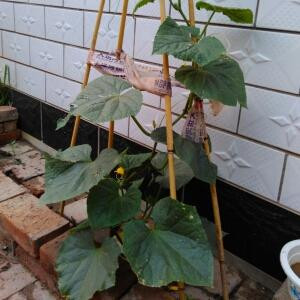 繁华