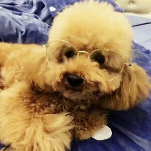 披上床单就为王