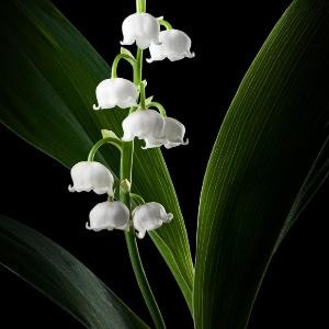 又见樱花开