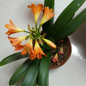 蜡笔小新爱吃糖