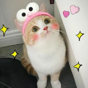 可安