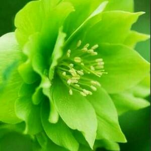 人生若只如初见