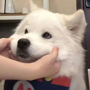 一只猫鸭