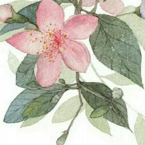 扶摇