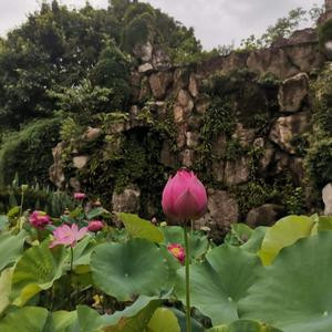 牡丹執華