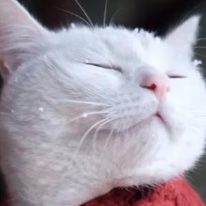 小猫爱吃鱼