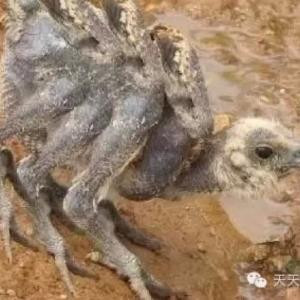 潮哥