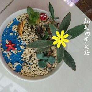依拉奕