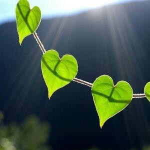 、凌  涵  煙花雨  