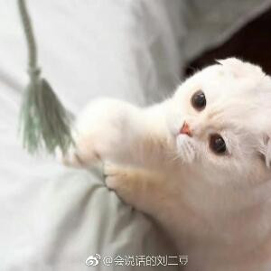 我爱二豆和瓜子