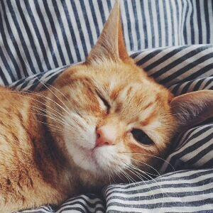 猫君