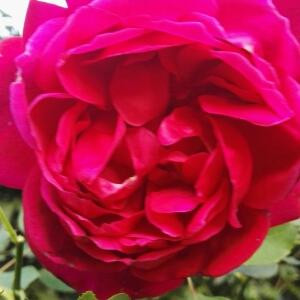 茉莉花