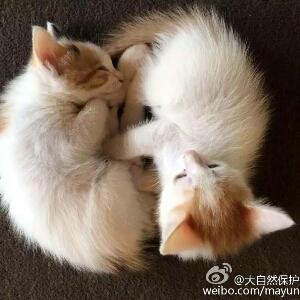 心想是晨