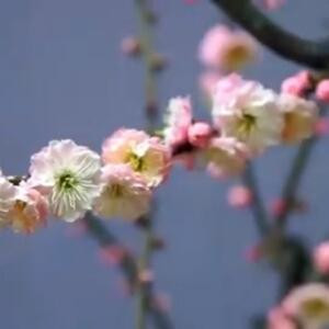 若风