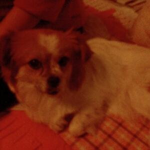 daisy
