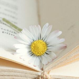 帆帆