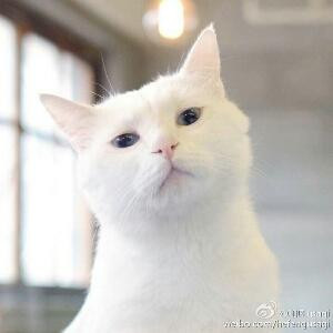 止戈