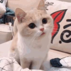 凯燕