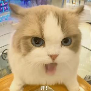 鸽子卷不动辣