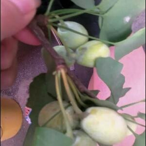 握不住的沙      不如扬