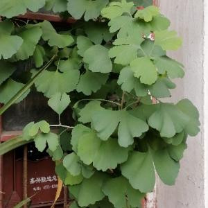 天之娇
