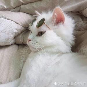 猪