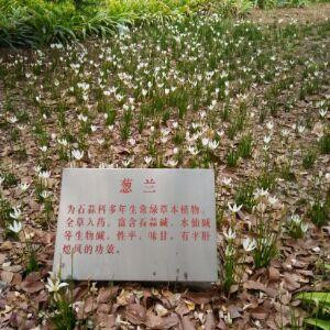 12哥