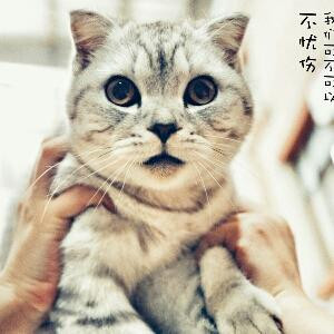 冬菇