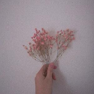 樱花落海洋