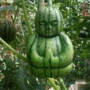 舔着棉花糖去浪