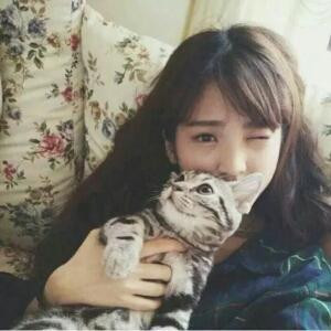 雍懒的猫