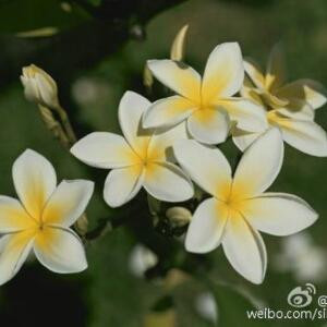 半纸烟花