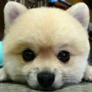 俯尘