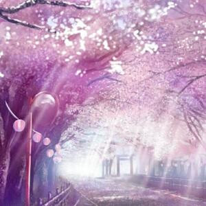 樱花树下的秘密