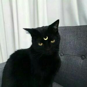 介绍小说