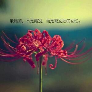 樱雪