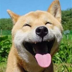 下个转角盛开