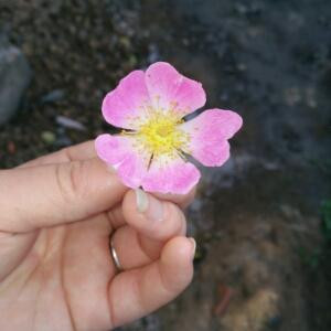 芸芸