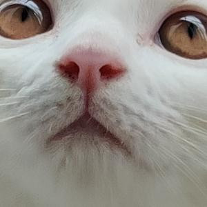 本人没正经的名字