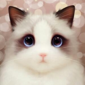 猫猫