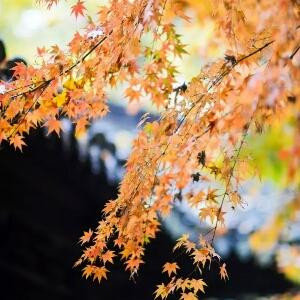 铁扇公主