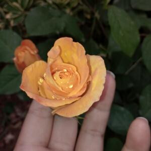 随风之情