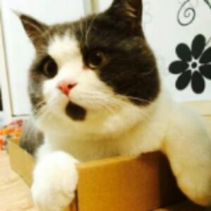 勤奋的小猪