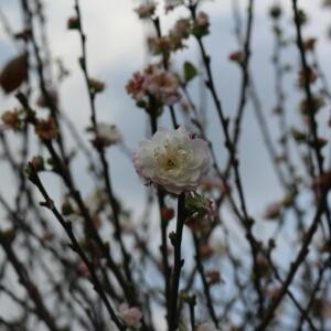 吳銘虹