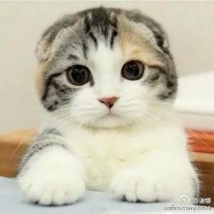 小小屁孩儿