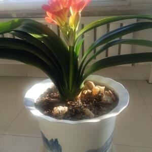 王林