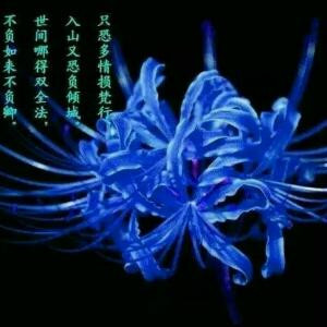 彼岸花