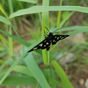 迷你猪与小白兔