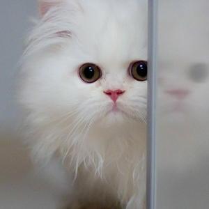 小精灵